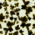 ORALYN – Sepia Blossom Print