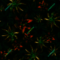 ELION – Nocturnal Orchid Garden Textile Print